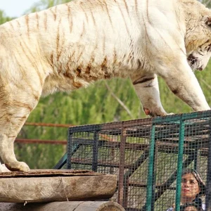 Parque Safari Rancagua: Big Cats & Herbivores Adventure